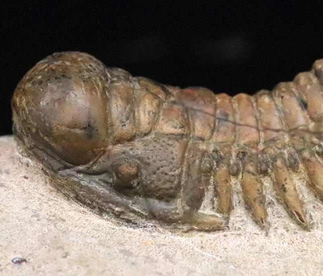 このキャタピラーのような重厚な体節、側棘にご注目！モロッコ・デボン紀層の三葉虫、クロタロセファルス・ギブス（Crotalocephalus gibbus）（その5）