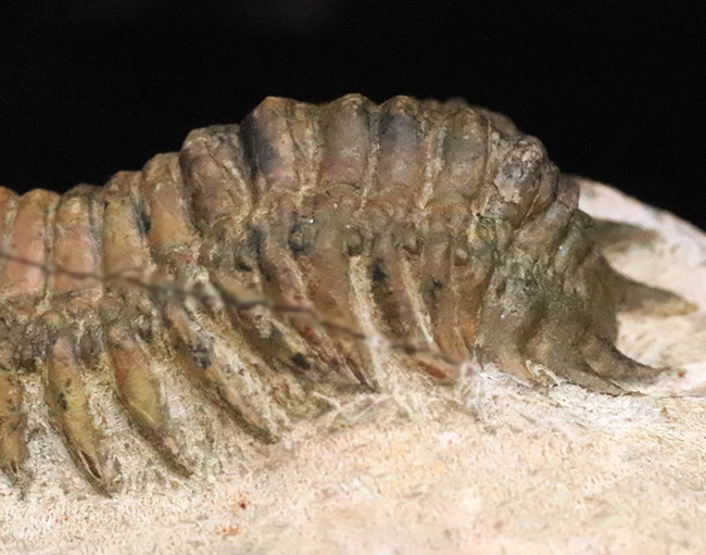 このキャタピラーのような重厚な体節、側棘にご注目！モロッコ・デボン紀層の三葉虫、クロタロセファルス・ギブス（Crotalocephalus gibbus）（その6）