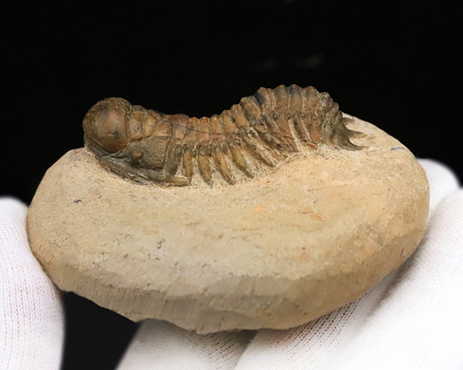 このキャタピラーのような重厚な体節、側棘にご注目！モロッコ・デボン紀層の三葉虫、クロタロセファルス・ギブス（Crotalocephalus gibbus）（その7）