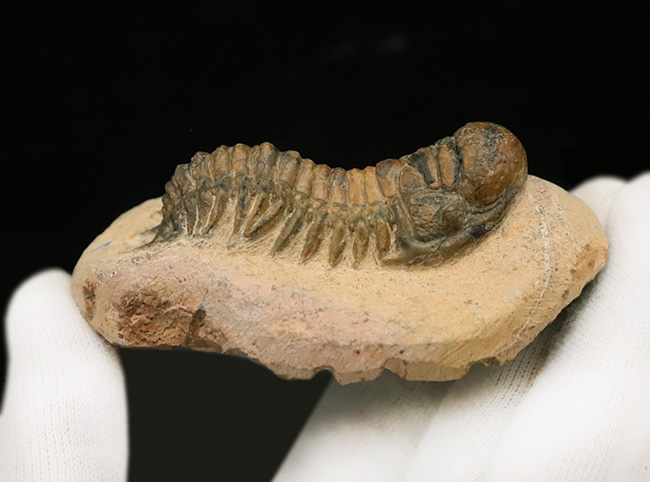 このキャタピラーのような重厚な体節、側棘にご注目！モロッコ・デボン紀層の三葉虫、クロタロセファルス・ギブス（Crotalocephalus gibbus）（その8）