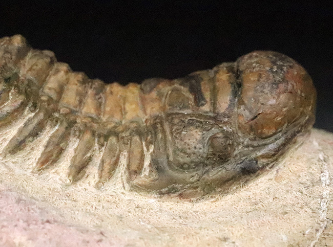 このキャタピラーのような重厚な体節、側棘にご注目！モロッコ・デボン紀層の三葉虫、クロタロセファルス・ギブス（Crotalocephalus gibbus）（その9）