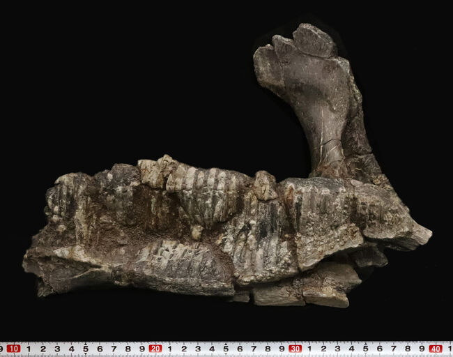 デンタルバッテリーがほぼそのまま保存された驚異の逸品！米国モンタナ州ヘルクリーク累層産、エドモントサウルス（Edmontosaurus sp.）右下顎化石（その10）