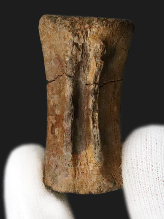 白亜紀末を生きた“実力派恐竜”…テスケロサウルス（Thescelosaurus）の尾椎化石（その1）