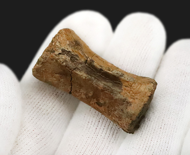 白亜紀末を生きた“実力派恐竜”…テスケロサウルス（Thescelosaurus）の尾椎化石（その2）