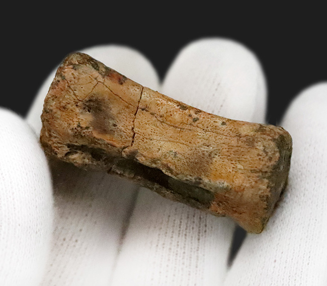 白亜紀末を生きた“実力派恐竜”…テスケロサウルス（Thescelosaurus）の尾椎化石（その3）