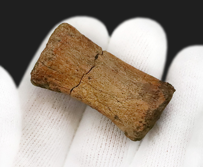 白亜紀末を生きた“実力派恐竜”…テスケロサウルス（Thescelosaurus）の尾椎化石（その4）