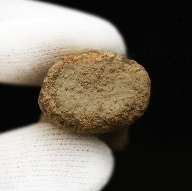 白亜紀末を生きた“実力派恐竜”…テスケロサウルス（Thescelosaurus）の尾椎化石（その5）