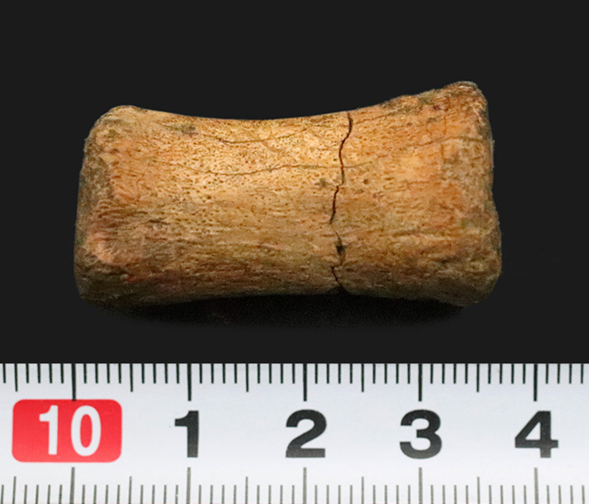 白亜紀末を生きた“実力派恐竜”…テスケロサウルス（Thescelosaurus）の尾椎化石（その6）