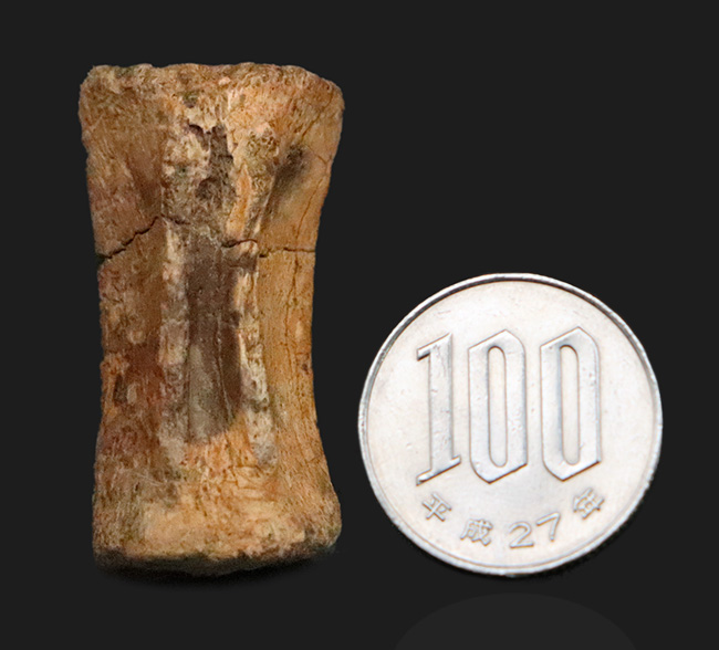 白亜紀末を生きた“実力派恐竜”…テスケロサウルス（Thescelosaurus）の尾椎化石（その7）