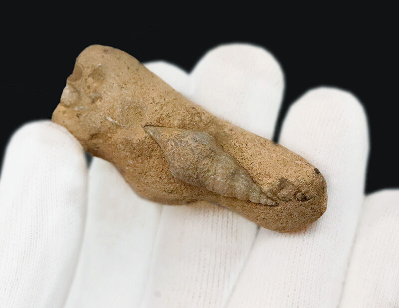 小さいけれど、思わず見惚れる美しさ！白亜紀の海に生きた愛らしい巻き貝！2.6cmの上質な個体が母岩にちょこんと残る、マダガスカル産巻き貝化石（その3）