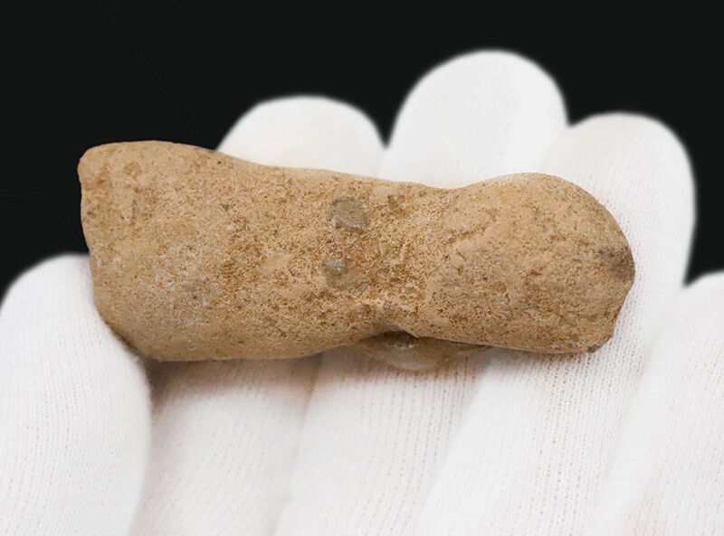 小さいけれど、思わず見惚れる美しさ！白亜紀の海に生きた愛らしい巻き貝！2.6cmの上質な個体が母岩にちょこんと残る、マダガスカル産巻き貝化石（その4）