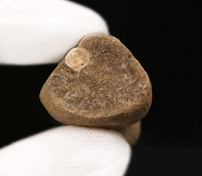 小さいけれど、思わず見惚れる美しさ！白亜紀の海に生きた愛らしい巻き貝！2.6cmの上質な個体が母岩にちょこんと残る、マダガスカル産巻き貝化石（その5）