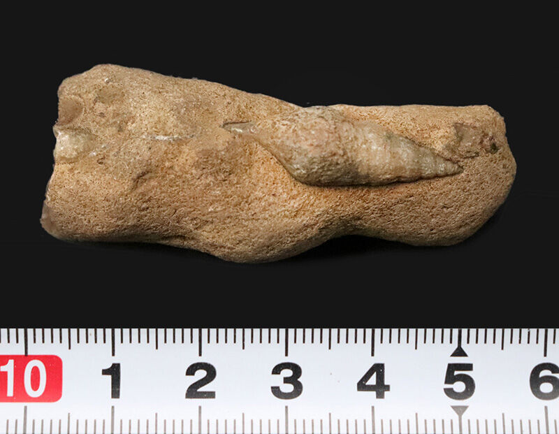 小さいけれど、思わず見惚れる美しさ！白亜紀の海に生きた愛らしい巻き貝！2.6cmの上質な個体が母岩にちょこんと残る、マダガスカル産巻き貝化石（その6）