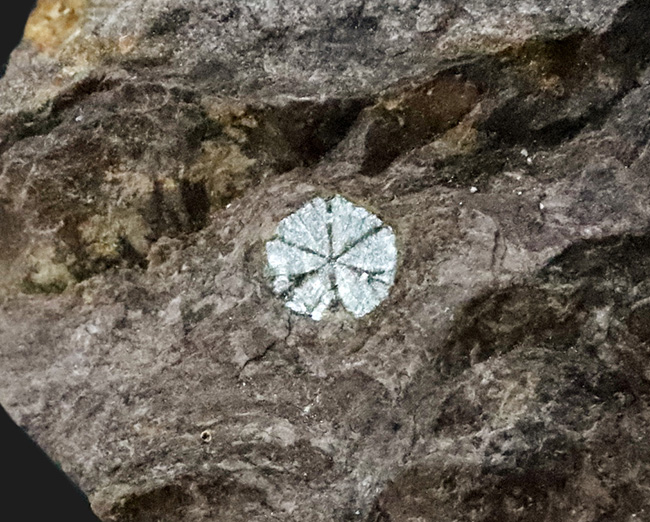 明智光秀にも関係が！？日本人の心「桜」を宿す石 … 京都府亀岡市稗田野産「桜石」（その2）