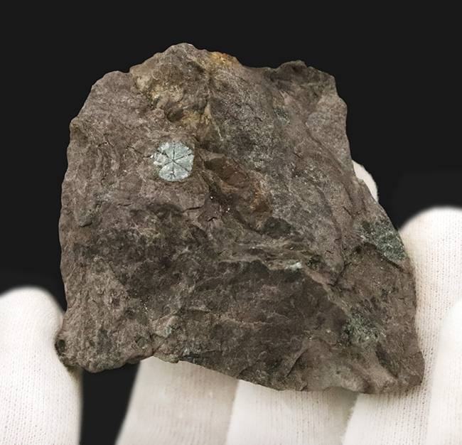 明智光秀にも関係が！？日本人の心「桜」を宿す石 … 京都府亀岡市稗田野産「桜石」（その4）