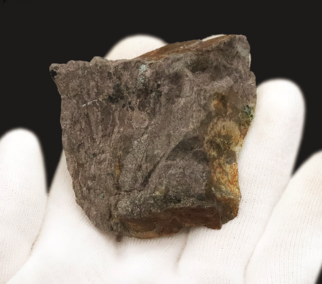 明智光秀にも関係が！？日本人の心「桜」を宿す石 … 京都府亀岡市稗田野産「桜石」（その5）