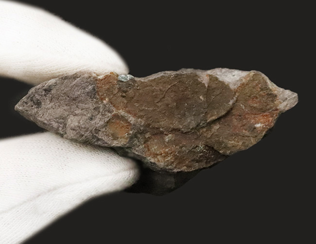 明智光秀にも関係が！？日本人の心「桜」を宿す石 … 京都府亀岡市稗田野産「桜石」（その6）