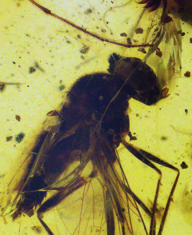 ベリーレア、肉眼でも視認可能!通常ではまず見られない、1センチ近い立派な羽虫を内包したバーマイト(Burmite)(その1)