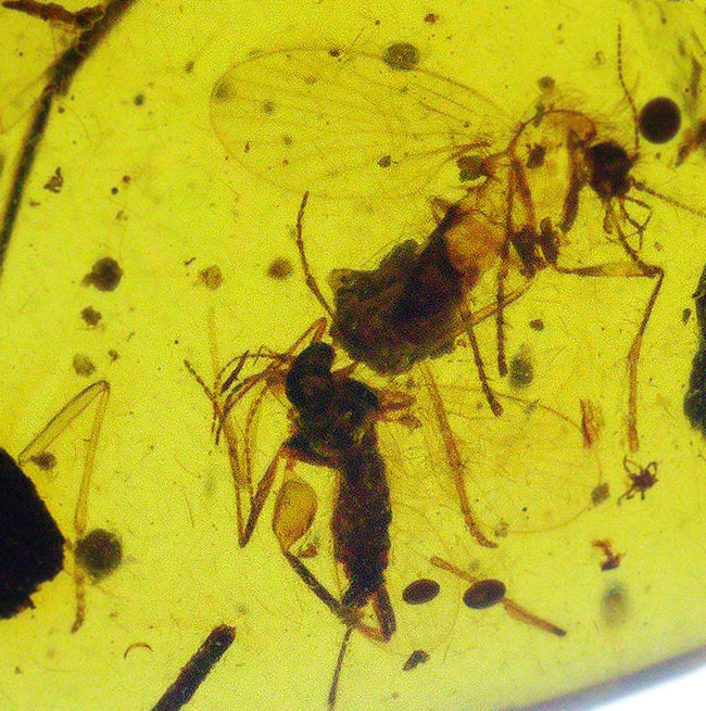 ベリーレア、肉眼でも視認可能!通常ではまず見られない、1センチ近い立派な羽虫を内包したバーマイト(Burmite)(その10)