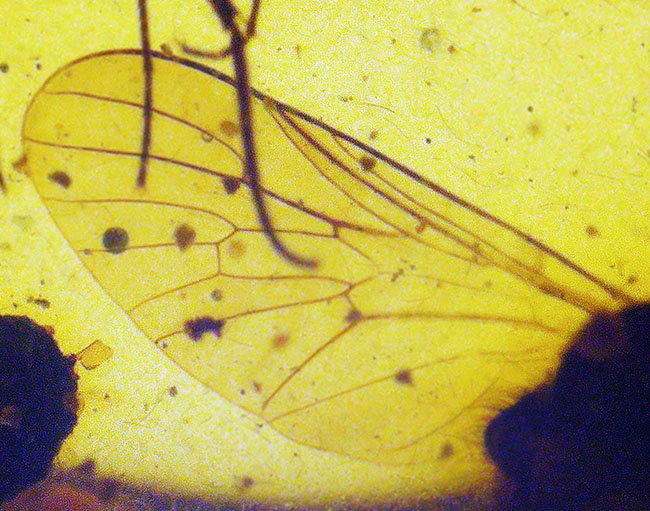 ベリーレア、肉眼でも視認可能!通常ではまず見られない、1センチ近い立派な羽虫を内包したバーマイト(Burmite)(その11)