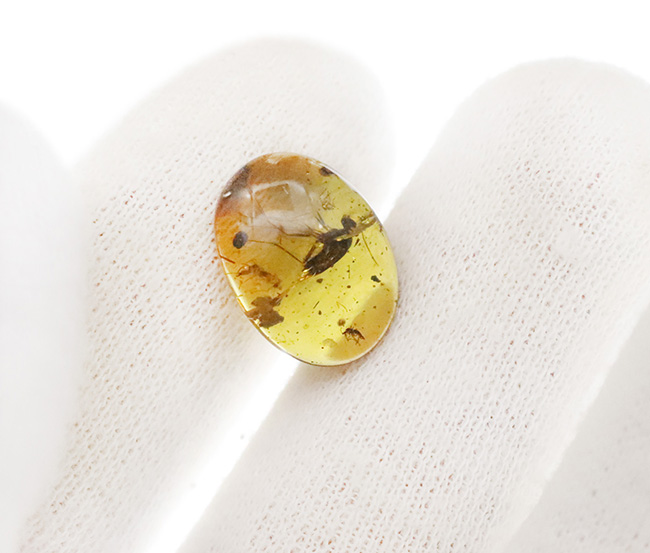 ベリーレア、肉眼でも視認可能!通常ではまず見られない、1センチ近い立派な羽虫を内包したバーマイト(Burmite)(その12)