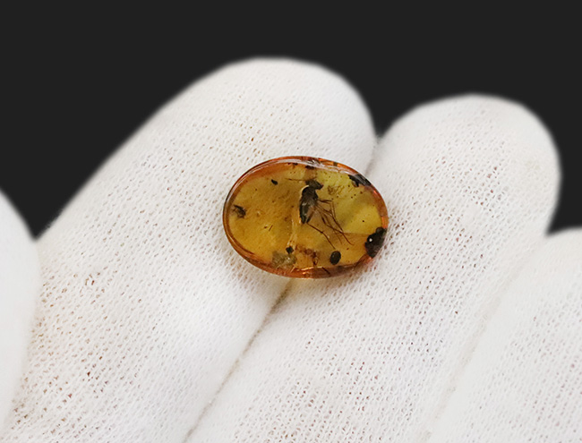 ベリーレア、肉眼でも視認可能!通常ではまず見られない、1センチ近い立派な羽虫を内包したバーマイト(Burmite)(その13)