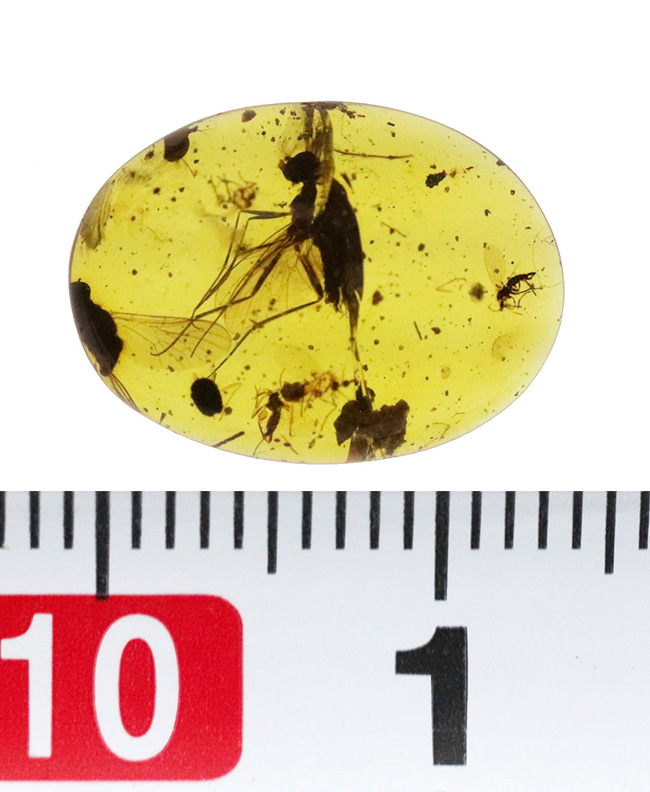 ベリーレア、肉眼でも視認可能!通常ではまず見られない、1センチ近い立派な羽虫を内包したバーマイト(Burmite)(その14)