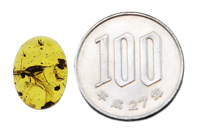 ベリーレア、肉眼でも視認可能!通常ではまず見られない、1センチ近い立派な羽虫を内包したバーマイト(Burmite)(その15)