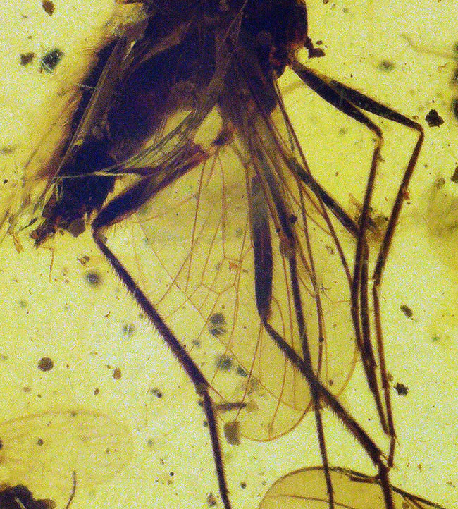 ベリーレア、肉眼でも視認可能!通常ではまず見られない、1センチ近い立派な羽虫を内包したバーマイト(Burmite)(その2)