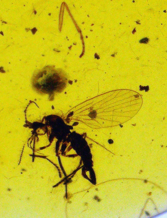 ベリーレア、肉眼でも視認可能!通常ではまず見られない、1センチ近い立派な羽虫を内包したバーマイト(Burmite)(その3)