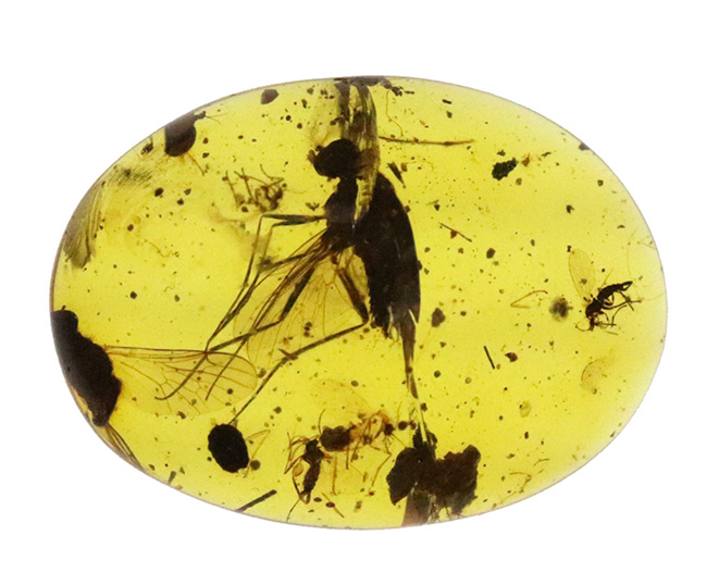 ベリーレア、肉眼でも視認可能!通常ではまず見られない、1センチ近い立派な羽虫を内包したバーマイト(Burmite)(その4)