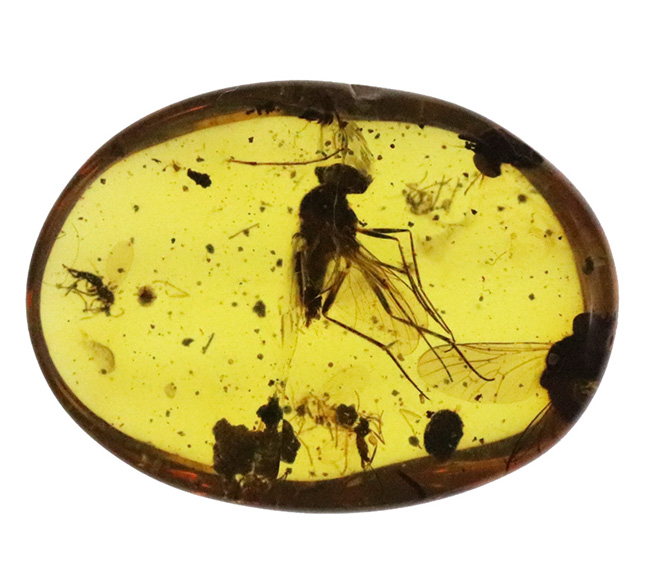 ベリーレア、肉眼でも視認可能!通常ではまず見られない、1センチ近い立派な羽虫を内包したバーマイト(Burmite)(その5)