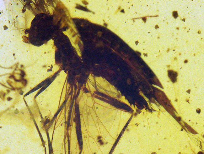 ベリーレア、肉眼でも視認可能!通常ではまず見られない、1センチ近い立派な羽虫を内包したバーマイト(Burmite)(その6)