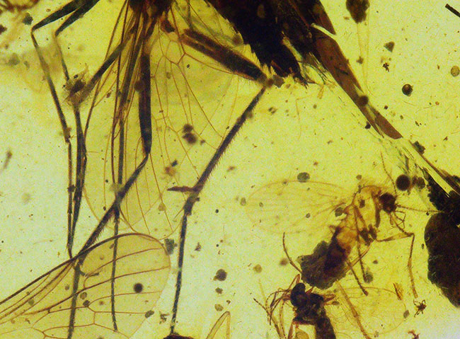 ベリーレア、肉眼でも視認可能!通常ではまず見られない、1センチ近い立派な羽虫を内包したバーマイト(Burmite)(その7)