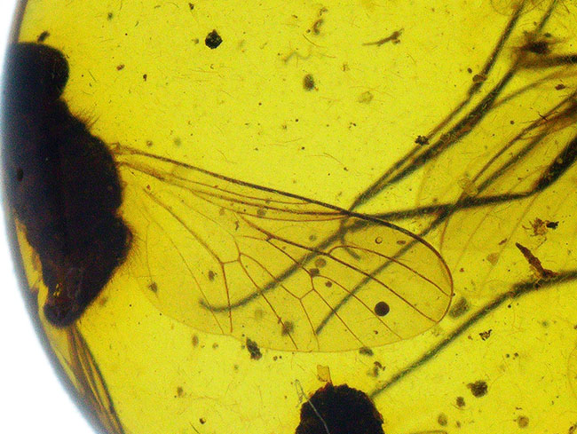 ベリーレア、肉眼でも視認可能!通常ではまず見られない、1センチ近い立派な羽虫を内包したバーマイト(Burmite)(その8)