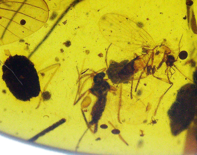 ベリーレア、肉眼でも視認可能!通常ではまず見られない、1センチ近い立派な羽虫を内包したバーマイト(Burmite)(その9)