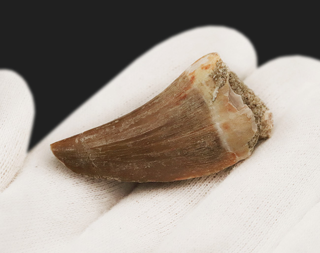 長さ、厚み、保存状態と三拍子揃った、上質のモササウルス(Mosasaurus)の歯化石(その2)