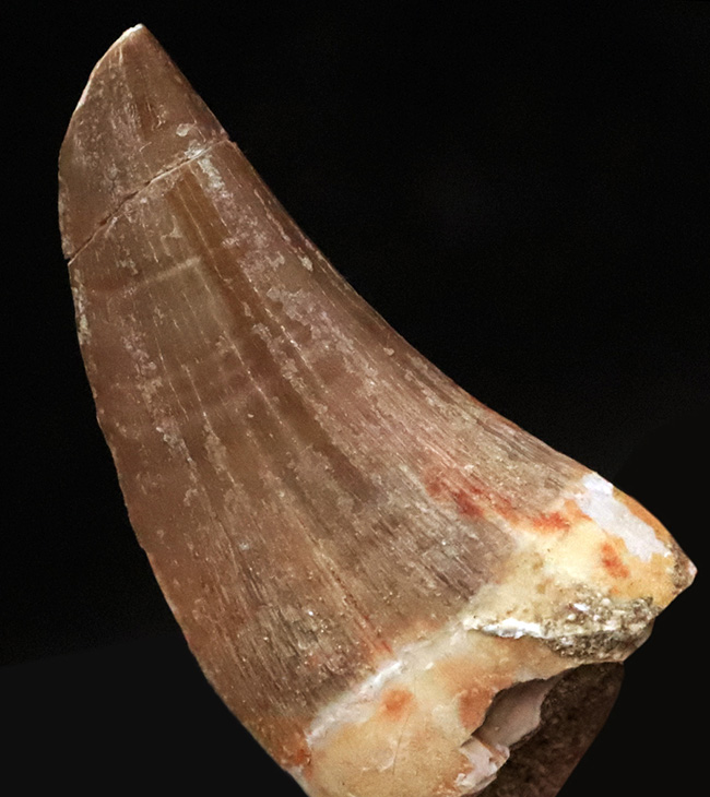 長さ、厚み、保存状態と三拍子揃った、上質のモササウルス(Mosasaurus)の歯化石(その3)