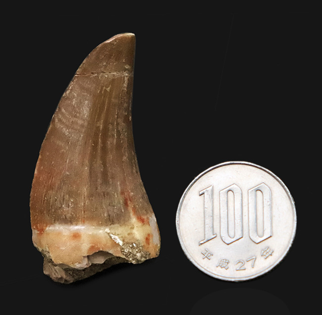 長さ、厚み、保存状態と三拍子揃った、上質のモササウルス(Mosasaurus)の歯化石(その7)