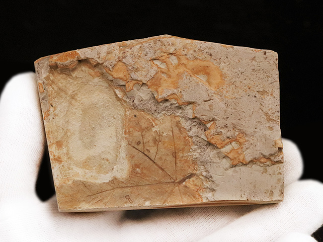 葉の化石 木の葉化石 原石（タガネ、ハンマーなどはつきません） | 手作り