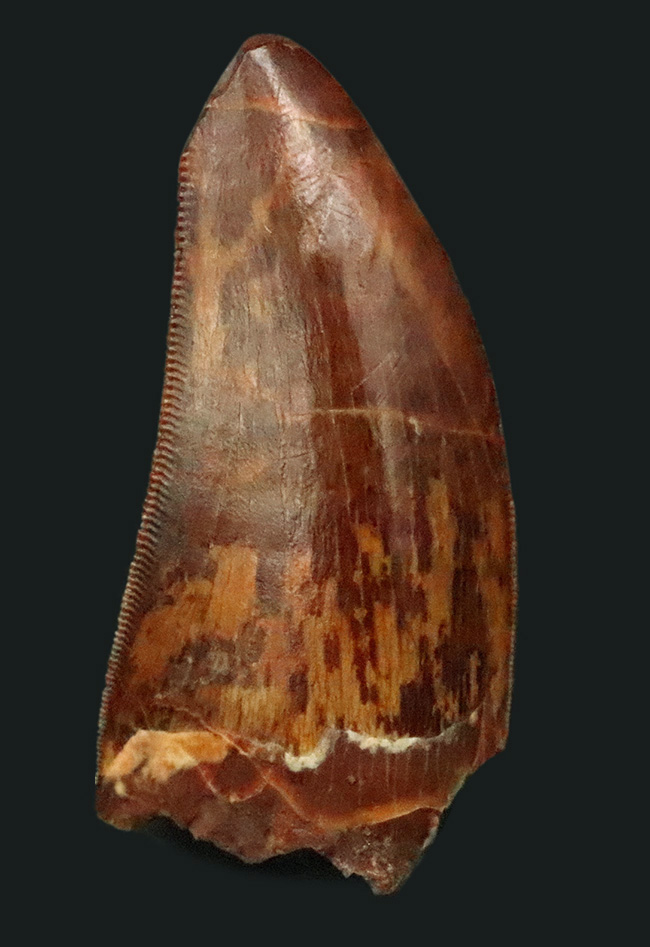 このセレーションは屈指の保存状態！【極厚・高保存】北アフリカの雄カルカロドントサウルス（Carcharodontosaurus saharicus）の歯化石（その1）