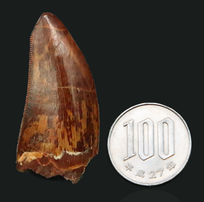 このセレーションは屈指の保存状態！【極厚・高保存】北アフリカの雄カルカロドントサウルス（Carcharodontosaurus saharicus）の歯化石（その10）