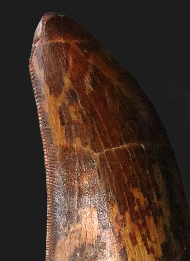 このセレーションは屈指の保存状態！【極厚・高保存】北アフリカの雄カルカロドントサウルス（Carcharodontosaurus saharicus）の歯化石（その3）