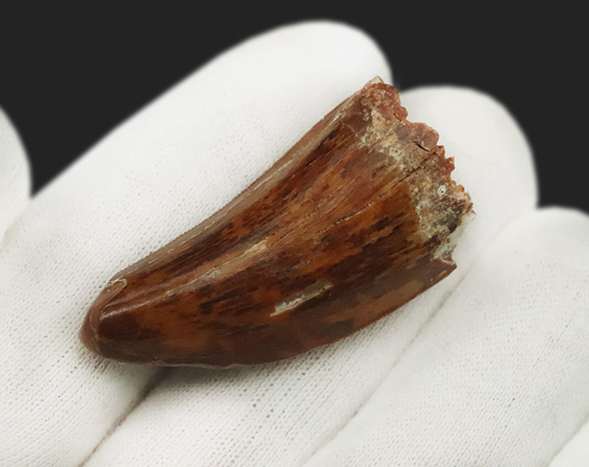 このセレーションは屈指の保存状態！【極厚・高保存】北アフリカの雄カルカロドントサウルス（Carcharodontosaurus saharicus）の歯化石（その5）