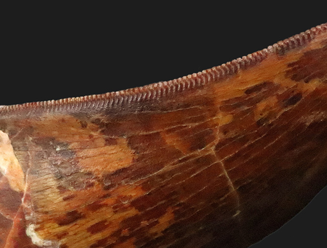 このセレーションは屈指の保存状態！【極厚・高保存】北アフリカの雄カルカロドントサウルス（Carcharodontosaurus saharicus）の歯化石（その6）