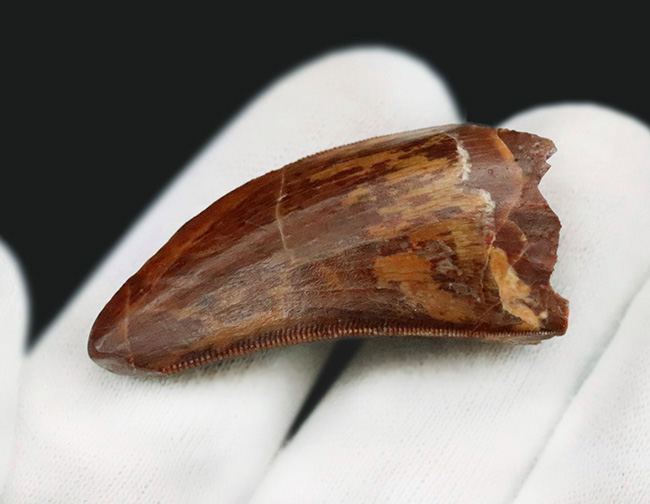 このセレーションは屈指の保存状態！【極厚・高保存】北アフリカの雄カルカロドントサウルス（Carcharodontosaurus saharicus）の歯化石（その7）