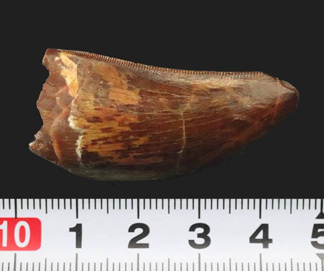 このセレーションは屈指の保存状態！【極厚・高保存】北アフリカの雄カルカロドントサウルス（Carcharodontosaurus saharicus）の歯化石（その9）