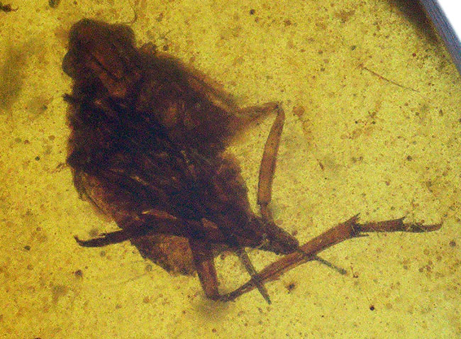 肉眼でも視認可能な大きな虫を内包した、約1億年前の恐竜時代の琥珀、バーマイト(Burmite)(その2)