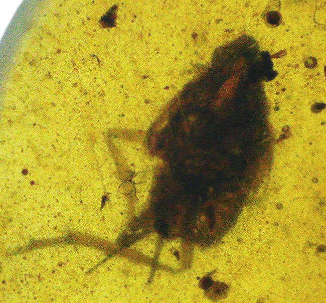 肉眼でも視認可能な大きな虫を内包した、約1億年前の恐竜時代の琥珀、バーマイト(Burmite)(その5)