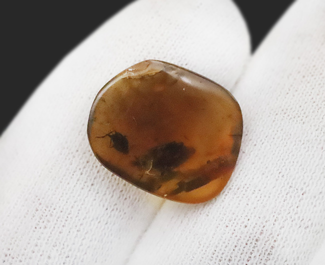 肉眼でも視認可能な大きな虫を内包した、約1億年前の恐竜時代の琥珀、バーマイト(Burmite)(その7)